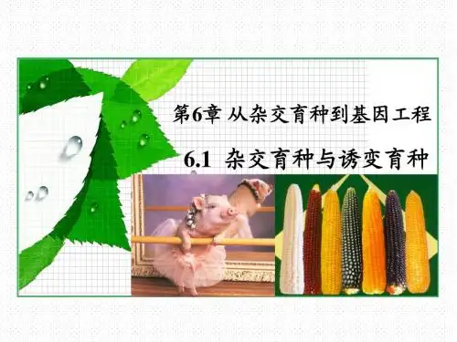 6.1 杂交育种与诱变育种