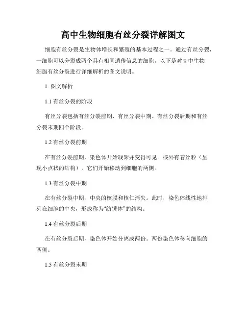 高中生物细胞有丝分裂详解图文