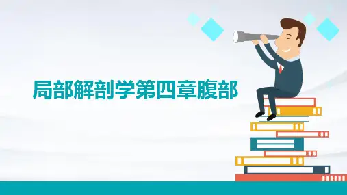 局部解剖学第四章腹部