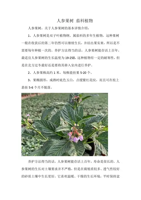 人参果树 茄科植物