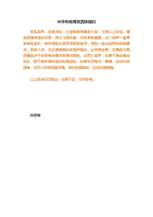 中华传统观赏鸽铁翅白