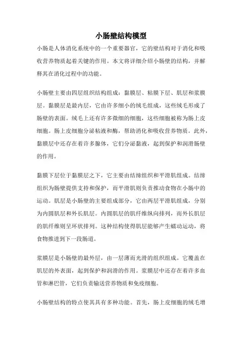 小肠壁结构模型