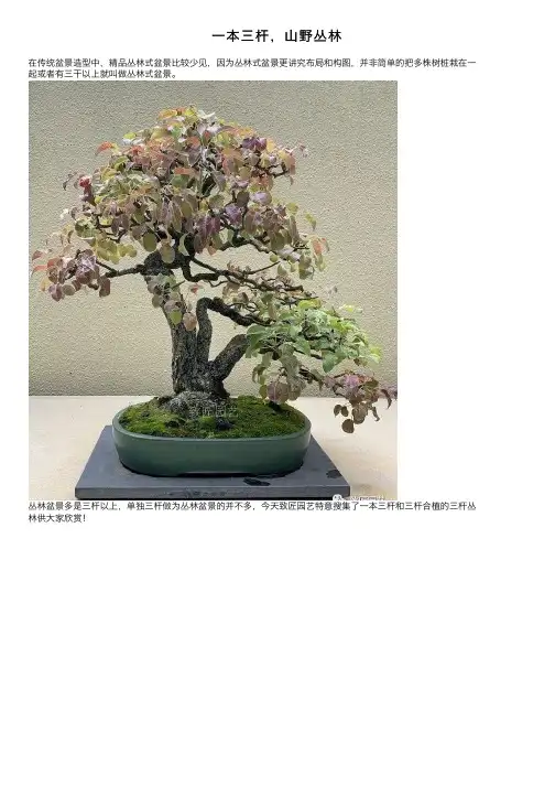 一本三杆，山野丛林
