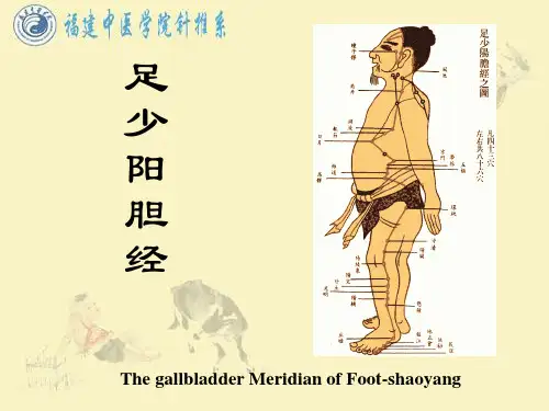 胆经