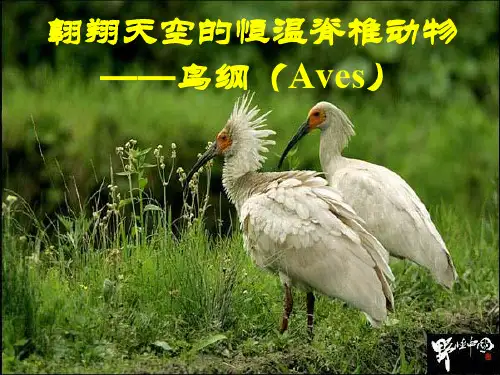 动物生物学19 鸟类[精]