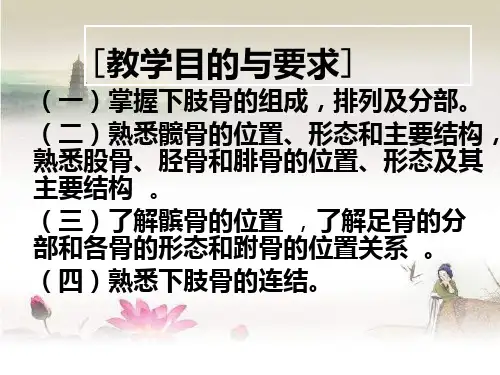 下肢骨及其连接-PPT