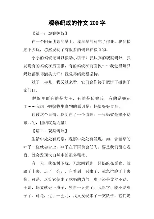 观察蚂蚁的作文200字