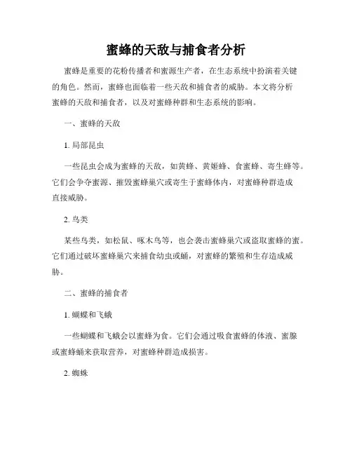 蜜蜂的天敌与捕食者分析