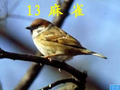 麻雀课件(1)