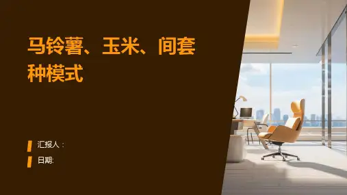 马铃薯、玉米、间套种模式