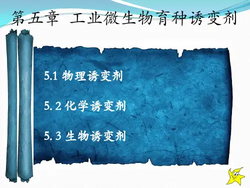 5工业微生物育种诱变剂
