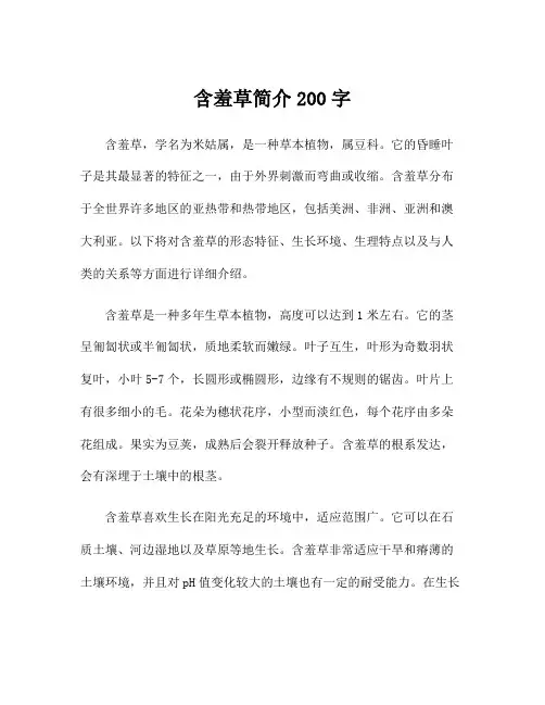 含羞草简介200字