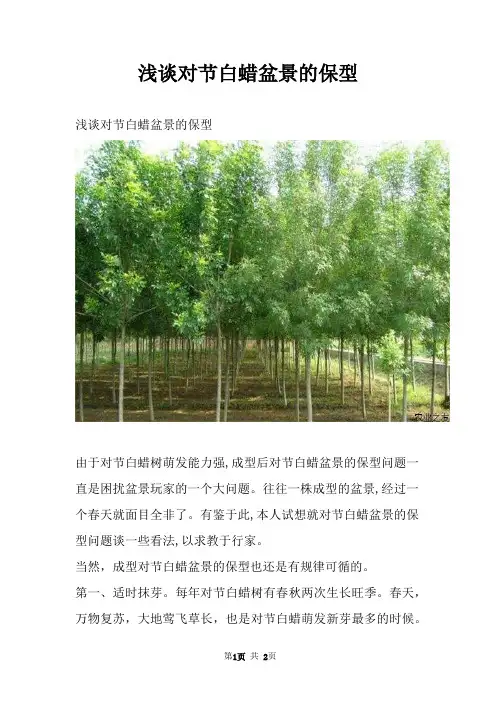 浅谈对节白蜡盆景的保型