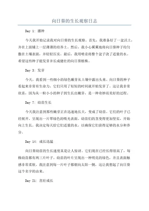 向日葵的生长观察日志