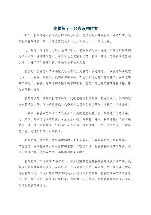 我收留了一只流浪狗作文