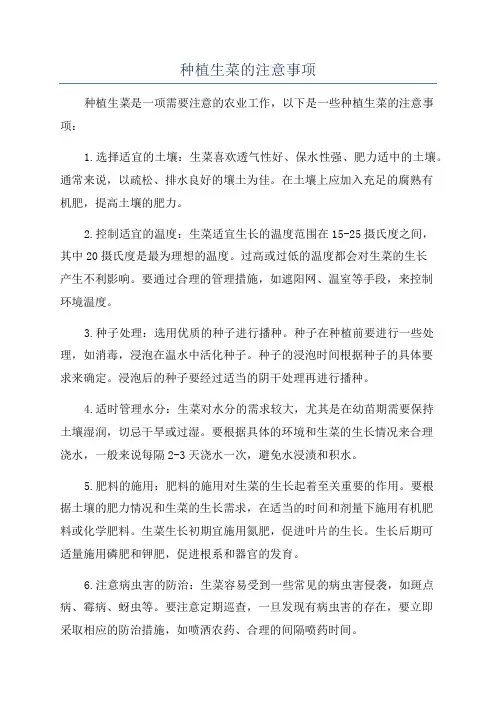 种植生菜的注意事项