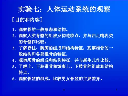实验一：人体运动系统的观察