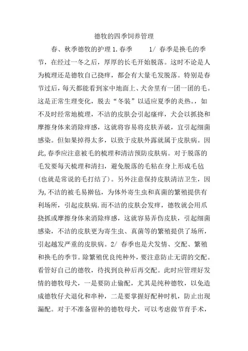 德牧的四季饲养管理