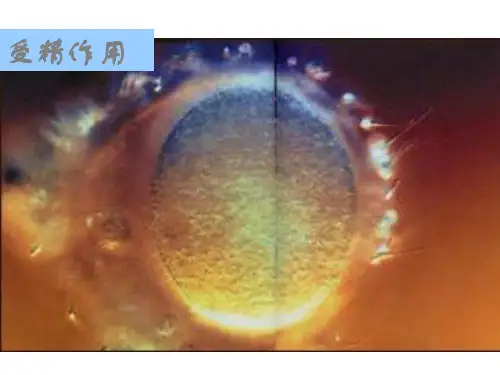 高中生物第六章第2节细胞的分化课件必修一