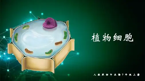 1.2.2 植物细胞-七年级上册生物课件(人教版2024) (2)