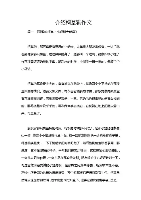 介绍柯基狗作文