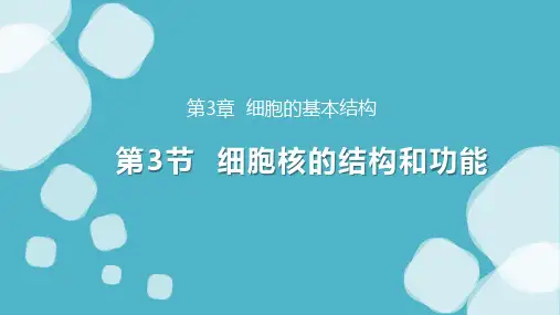 3.3 细胞核的结构和功能(共32张PPT)