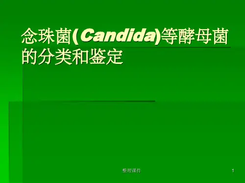 酵母菌的分类鉴定