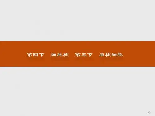高一生物浙科版必修1课件：2.4-2.5 细胞核 原核细胞