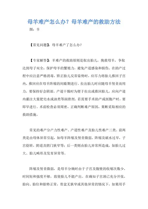 母羊难产怎么办？母羊难产的救助方法