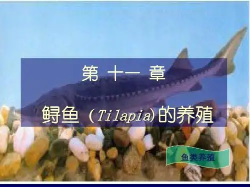鲟鱼的养殖10