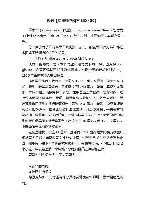 淡竹【应用植物图鉴NO.439】