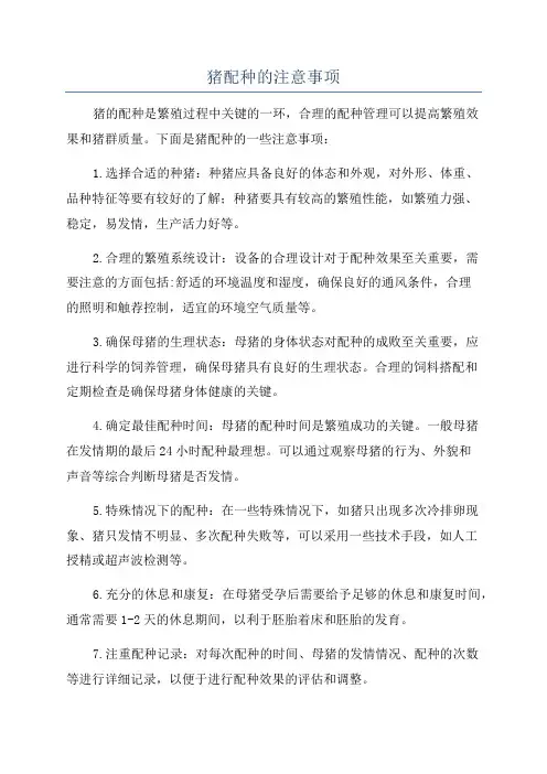 猪配种的注意事项