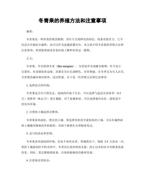 冬青果的养殖方法和注意事项