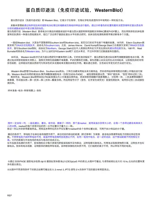蛋白质印迹法（免疫印迹试验，WesternBlot）