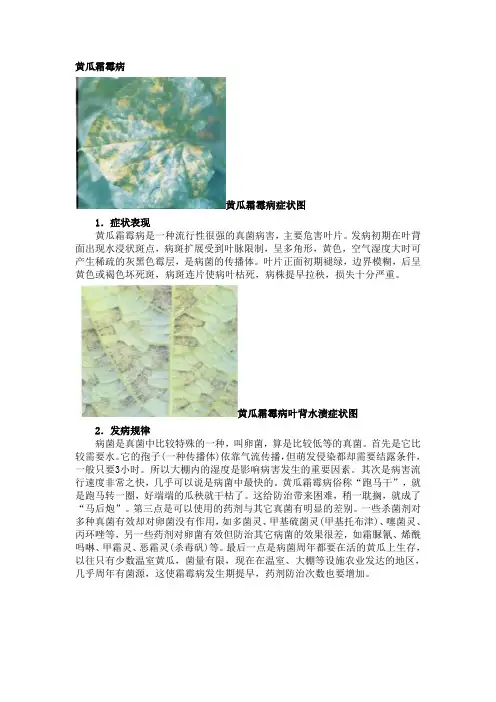 黄瓜病害诊断及其防治技术
