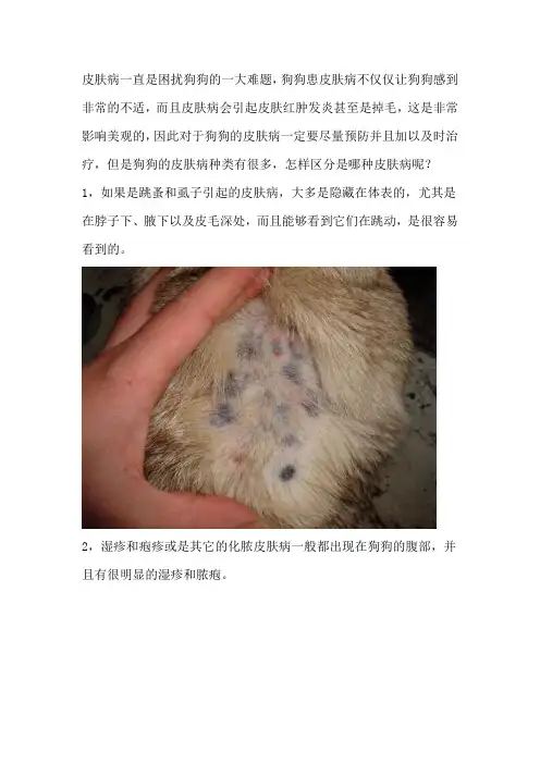 狗狗皮肤病都有哪些？怎么区分？