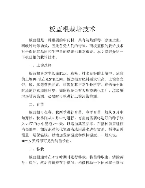 板蓝根栽培技术