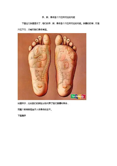 手、脚、身体各个穴位所对应的内脏
