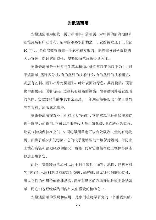 安徽矮蒲苇