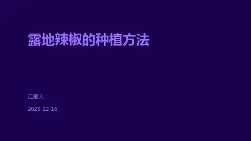 露地辣椒的种植方法