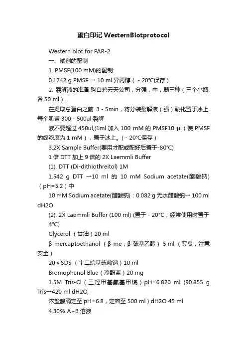 蛋白印记WesternBlotprotocol