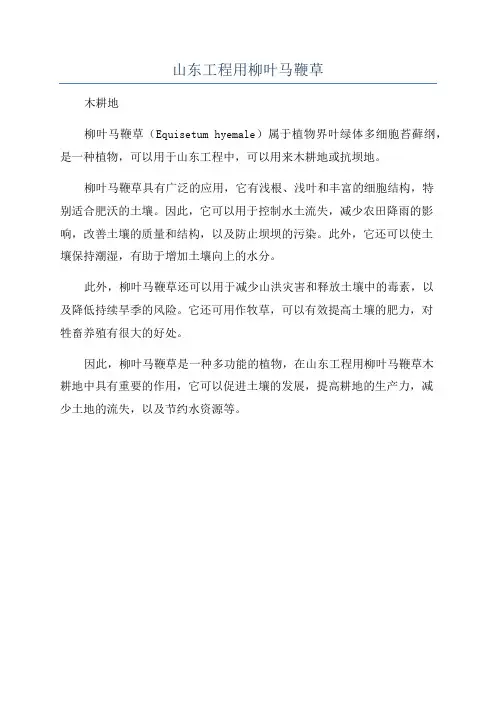 山东工程用柳叶马鞭草