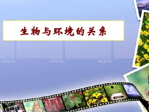 人教版生物七上2.1 生物与环境的关系 课件(共35张PPT)