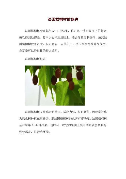 法国梧桐树的危害