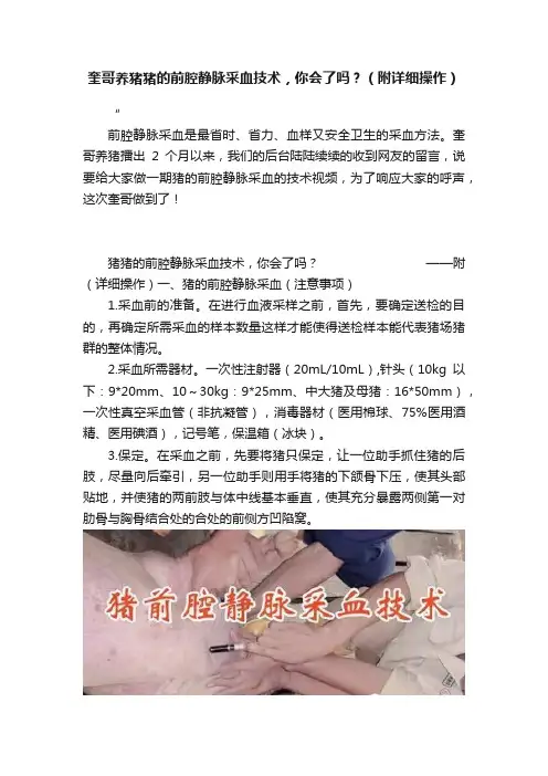 奎哥养猪猪的前腔静脉采血技术，你会了吗？（附详细操作）