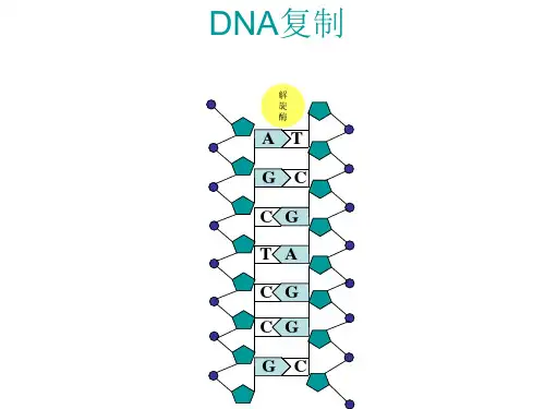 高中生物必修二课件-DNA复制动画