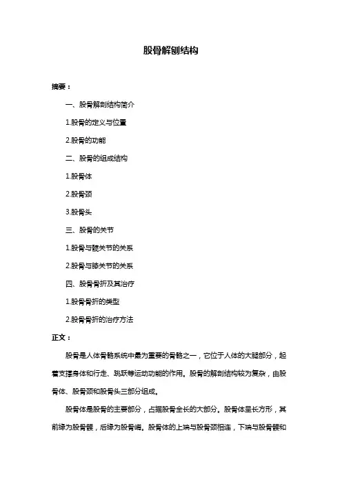 股骨解刨结构