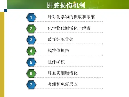 肝脏损伤机制PPT课件