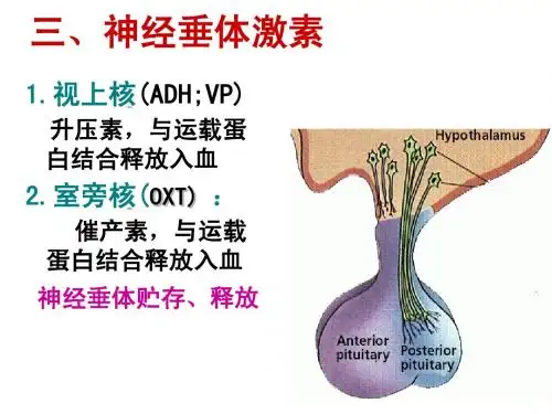 生理学内分泌-2,3