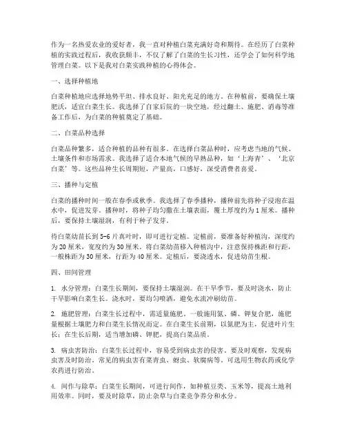 白菜实践种植心得体会